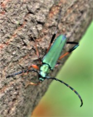 Litopus latipes dispar