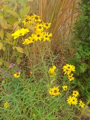 Rudbeckia hirta