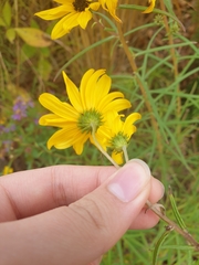 Rudbeckia hirta