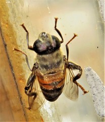 Phytomia incisa