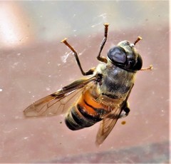 Phytomia incisa