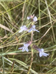 Lobelia brevifolia