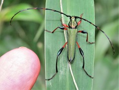 Litopus latipes dispar