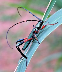 Litopus latipes dispar