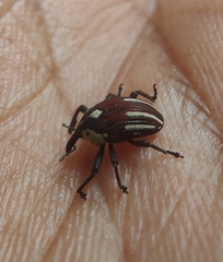 Sternuchopsis fabricii