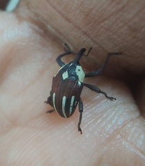 Sternuchopsis fabricii