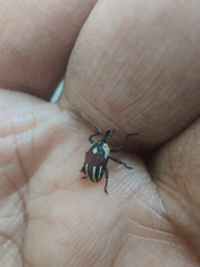 Sternuchopsis fabricii