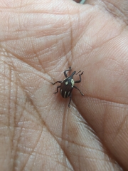 Sternuchopsis fabricii