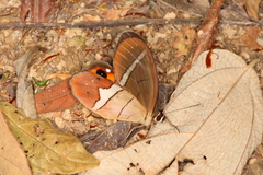 Pierella nereis