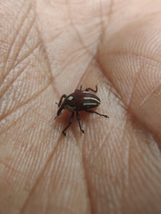 Sternuchopsis fabricii