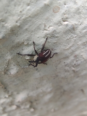Sternuchopsis fabricii