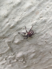 Sternuchopsis fabricii