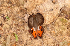Pierella nereis