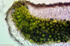 Lecanora laxa