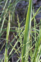 Coleataenia anceps anceps