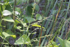 Coleataenia anceps anceps