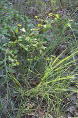 Coleataenia anceps anceps
