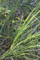 Coleataenia anceps anceps