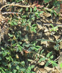 Paronychia franciscana