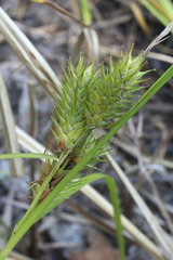 Carex lupuliformis