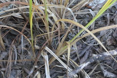 Carex lupuliformis