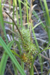 Carex lupuliformis