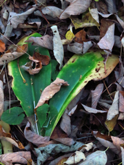 Clintonia umbellulata