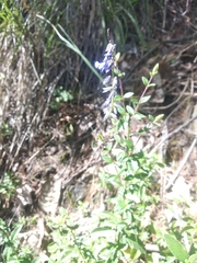 Salvia helianthemifolia