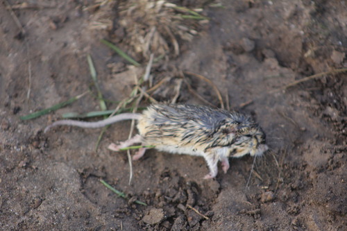 Perognathus flavus