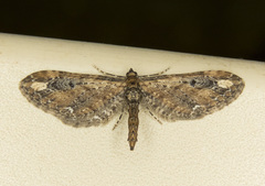 Eupithecia subapicata
