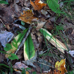 Clintonia umbellulata