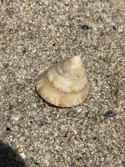 Calliostoma