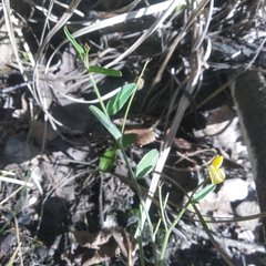 Crotalaria rzedowskii