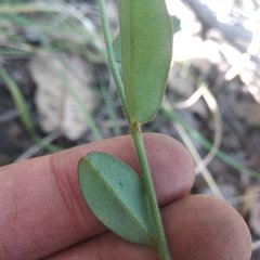 Crotalaria rzedowskii