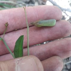 Crotalaria rzedowskii