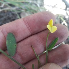 Crotalaria rzedowskii