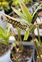Danaus plexippus