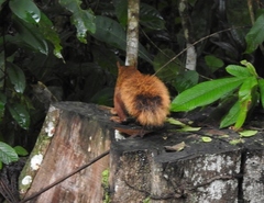 Sciurus spadiceus