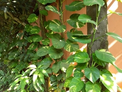 Epipremnum