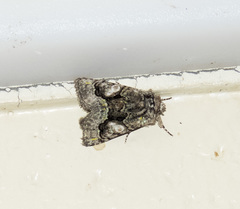 Behrensia conchiformis