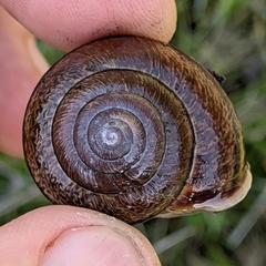 Helminthoglypta arrosa