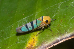 Amblyscarta trinotata