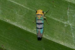 Amblyscarta trinotata