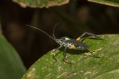 Plaxiscelis mirifica