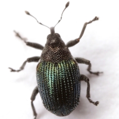 Ceutorhynchus erysimi