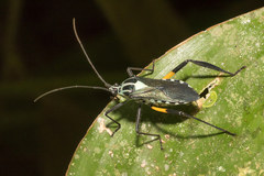 Plaxiscelis mirifica