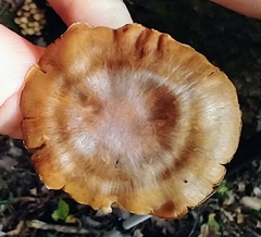 Tricholoma ustale