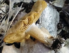 Tricholoma ustale