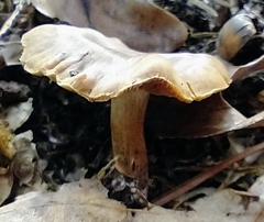 Tricholoma ustale