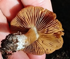 Tricholoma ustale